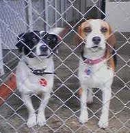 Doolie and Bella_edited